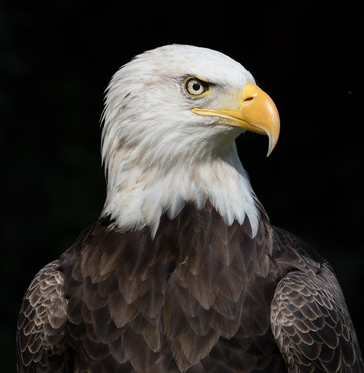 American Recovers from Brink Extinction | American Eagle
