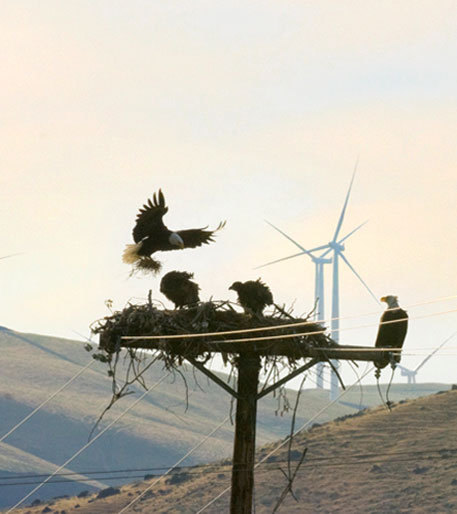 Advocate for Avian-friendly Wind Turbines