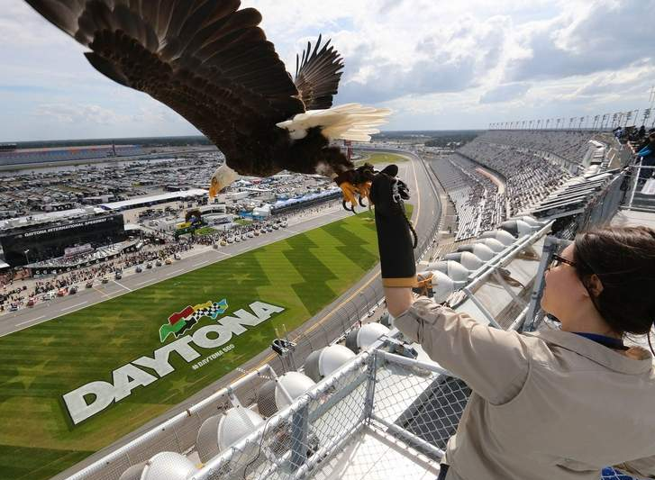 Julia Cecere, with the American Eagle Foundation, practices with ‘Challenger,’ an American Bald Eagle, before the Daytona 500 race on Sunday, Feb. 21, 2015