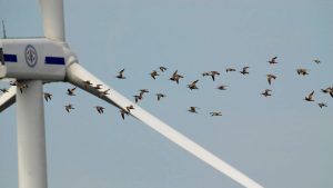Wind turbines are a danger to birds.