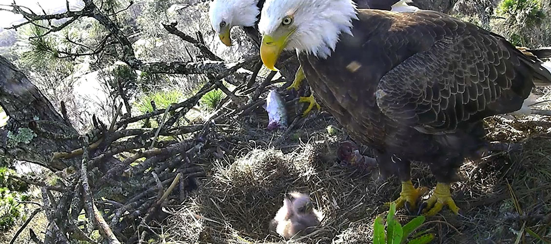 American Eagle Foundation – Celebrating 30 years protecting the