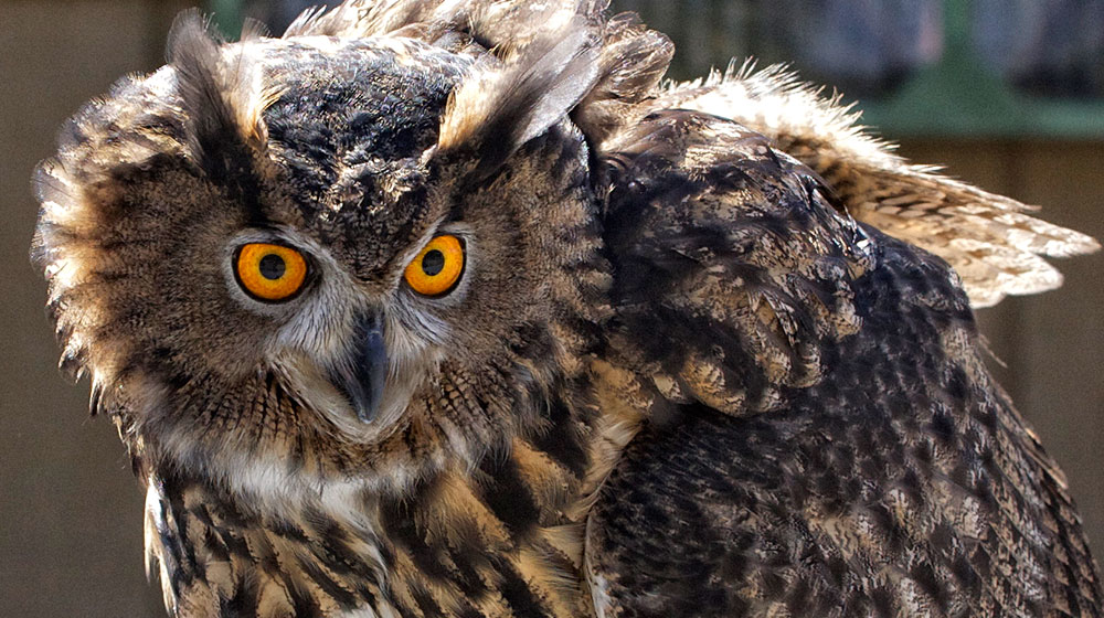 Owls – American Eagle Foundation