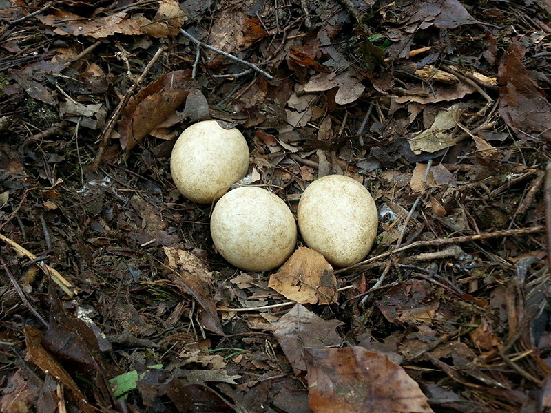 Deposition of Golden Eagle eggs