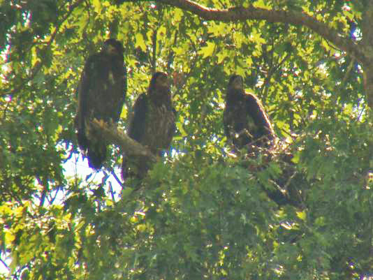 Eaglets hatched in the nest of Lady Independence and Sir Hatcher