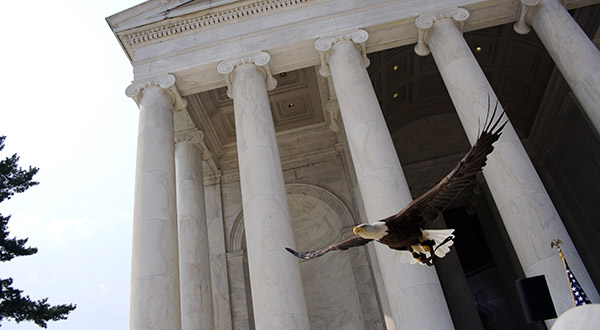 Bald Eagle Protection & Advocacy | American Eagle Foundation