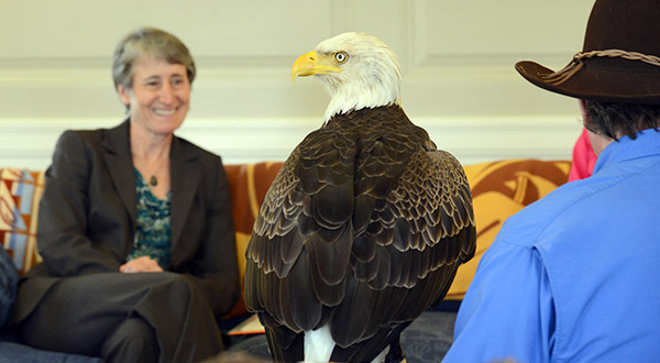 Bald Eagle Protection & Advocacy | American Eagle Foundation