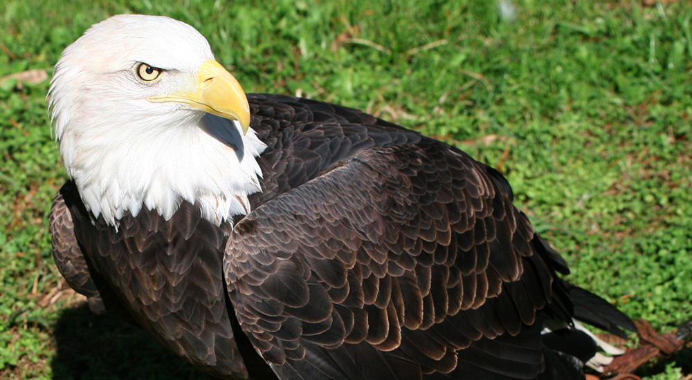 America3
