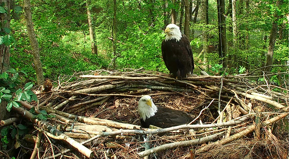 Frank and Indy — they have successfully hatched and raised many eaglets.