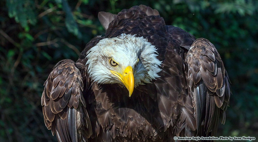 Mr. Lincoln American Eagle Foundation