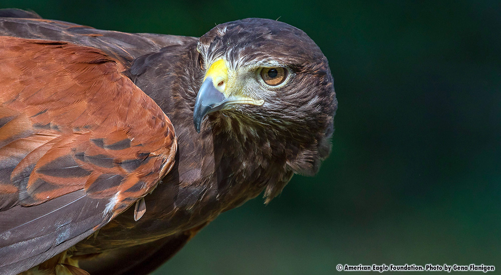 abraham-slideshow-photo-oct-2019
