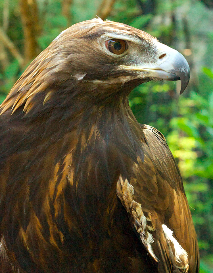 20 philadelphia eagles background images