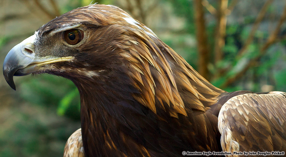 Tecumseh American Eagle Foundation