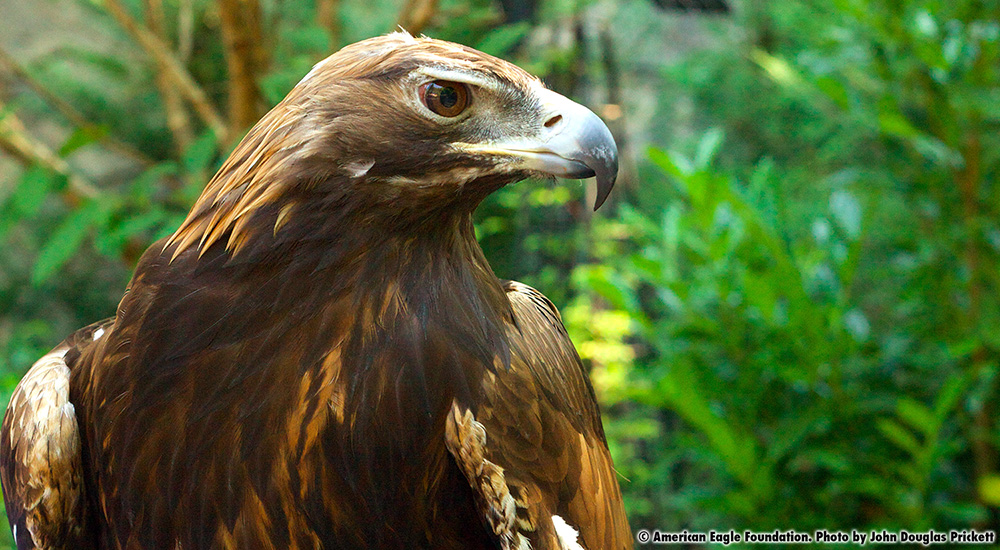 abraham-slideshow-photo-oct-2019