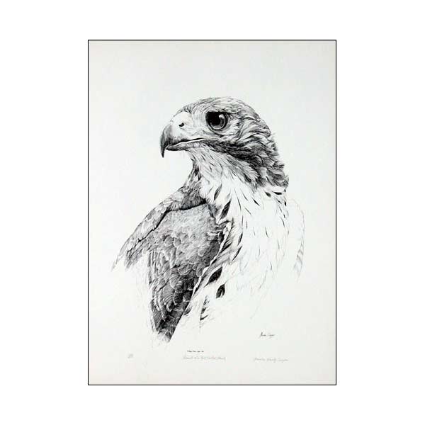 Red-tailed Hawk - Artistic Red