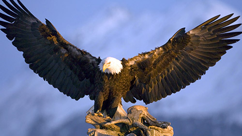 https://www.eagles.org/wp-content/uploads/2015/10/donate-box-eagle.jpg