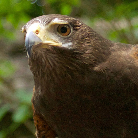 Adopt American Eagle Foundation