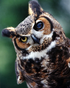 Owl-x