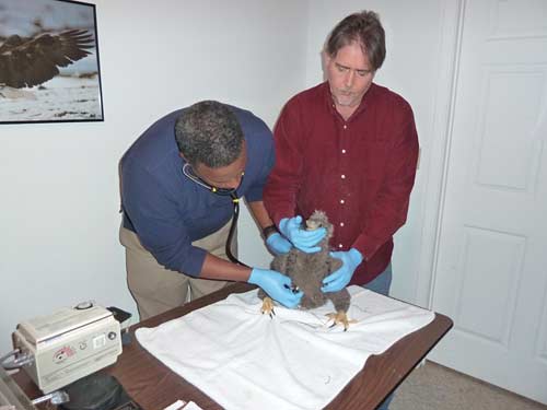 Eaglet is given an examination.