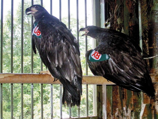 Young eaglets are ready to fly free.