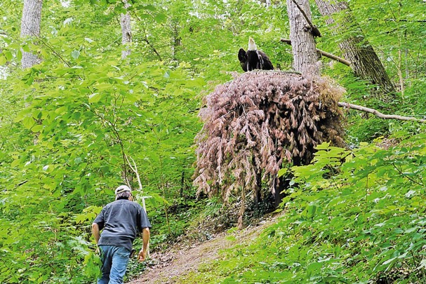 Checking the nest for eggs.