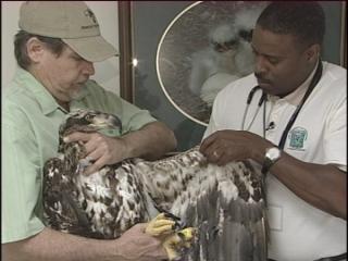Rescued eagle