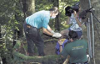 Checking a baby eaglet.