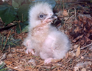 Baby eaglet
