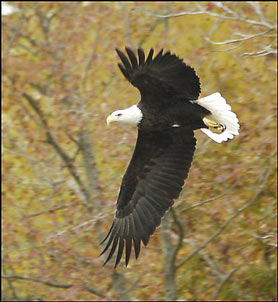 Bald Eagle to be delisted
