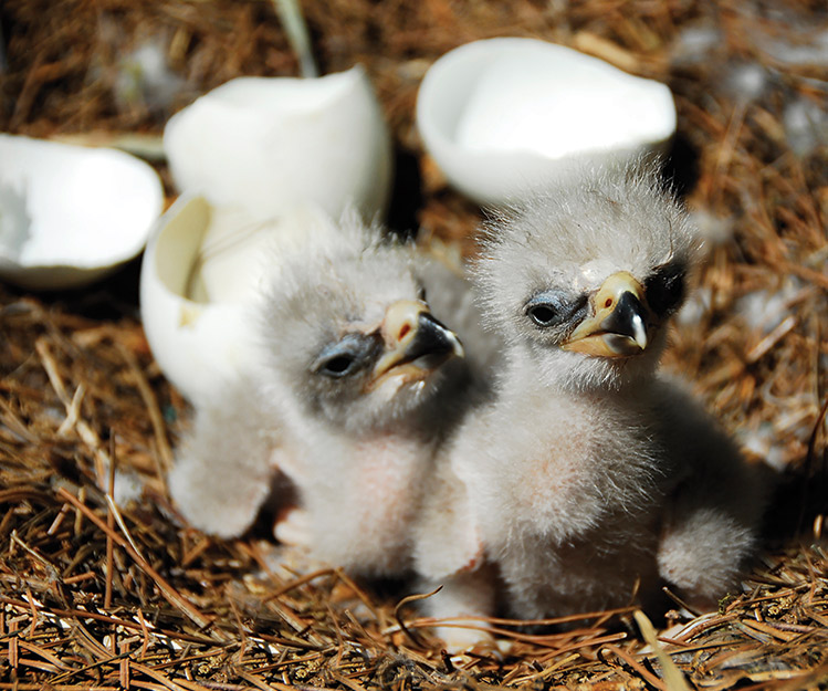 Eaglets