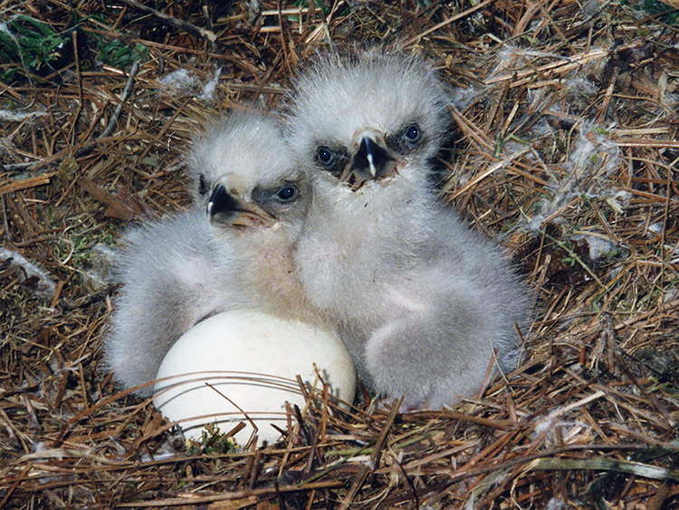 2 babies with egg.