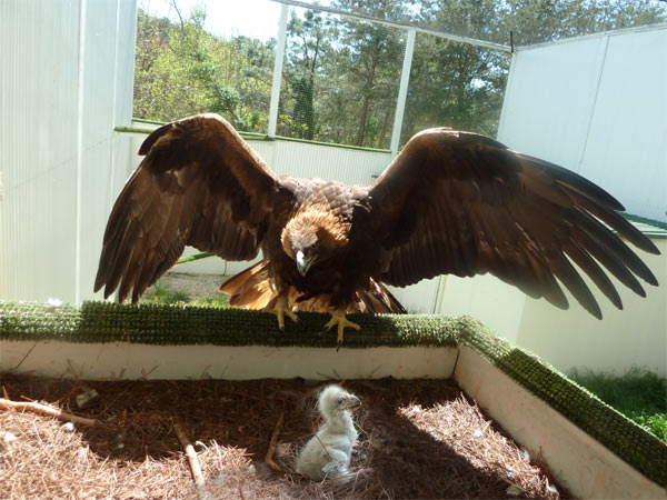 A Bald Eaglet from an egg also laid by Esther and Isaiah was fostered by our Golden Eagles, Wankan Tankan & Cheyenne.