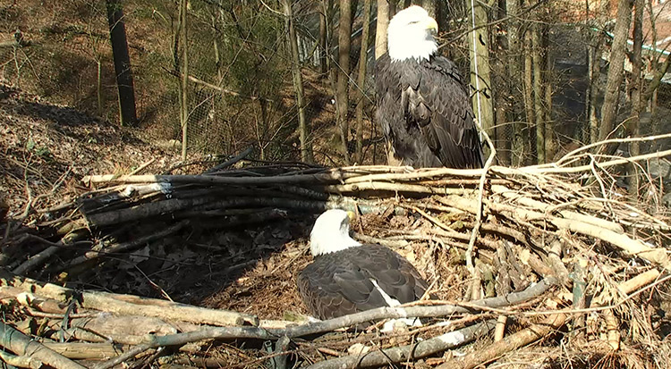 Frank stands guard while Indy broods her eggs.