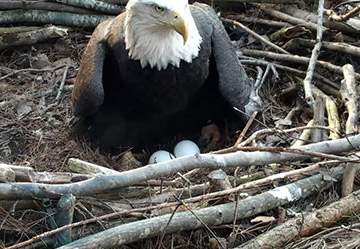 Indy broods her eggs.