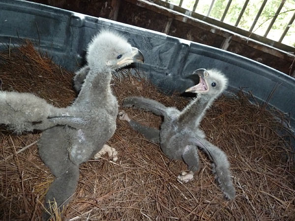 2 eaglets from eggs laid by Isaiah and Esther.