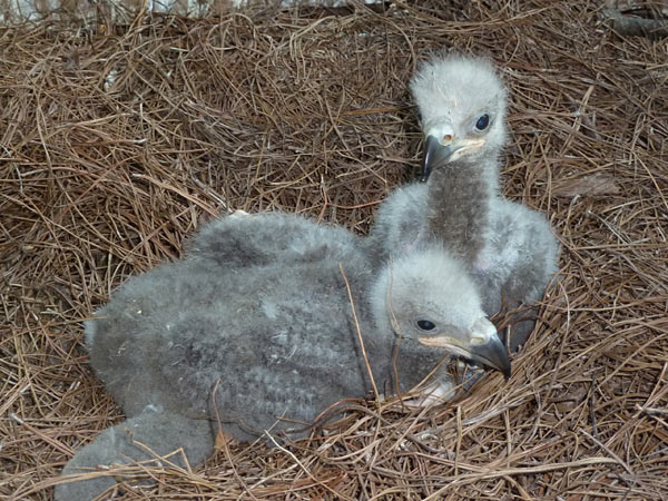 Another photo of the 2 eaglets. The older eaglet was hatched May 19; the younger eaglet was hatched May 23.