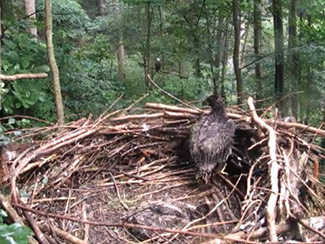 Looking over edge of nest.