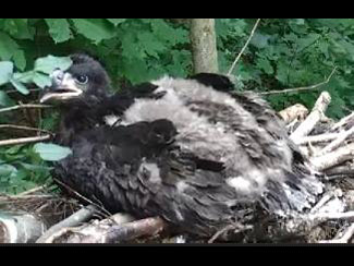 Sitting on side of nest.