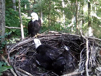 June 14 - Our eagle family - Indy, Frank, and the Twins. Sunlight dapples the trees, the nest, and the eagles.