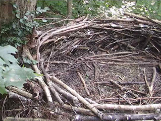 An empty nest.
