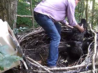 June 15 - Al Cecere, president of the AEF, carefully removes first eaglet from nest.