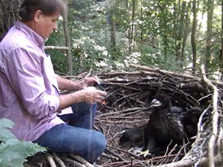 June 15: Then takes photo of second eaglet. The eaglet seems more curious than scared, and does not appear at all disturbed by the activity.