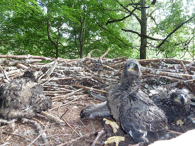 Eaglets are doing well.