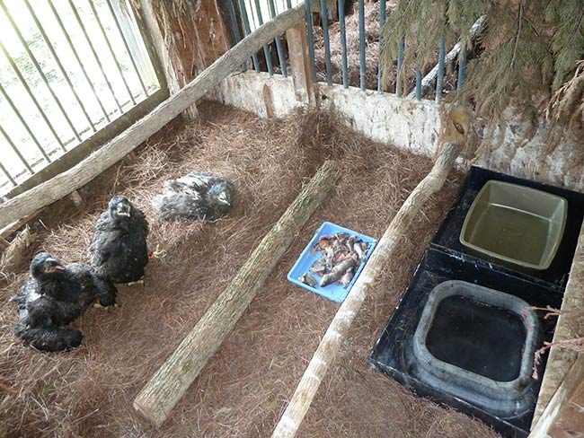 At the Hack Tower on Douglas Lake, the eaglets have lots of room, perches, fresh fish & water, and a million dollar view.