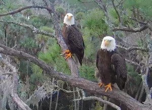 Romeo and Juliet at home in the nest tree.