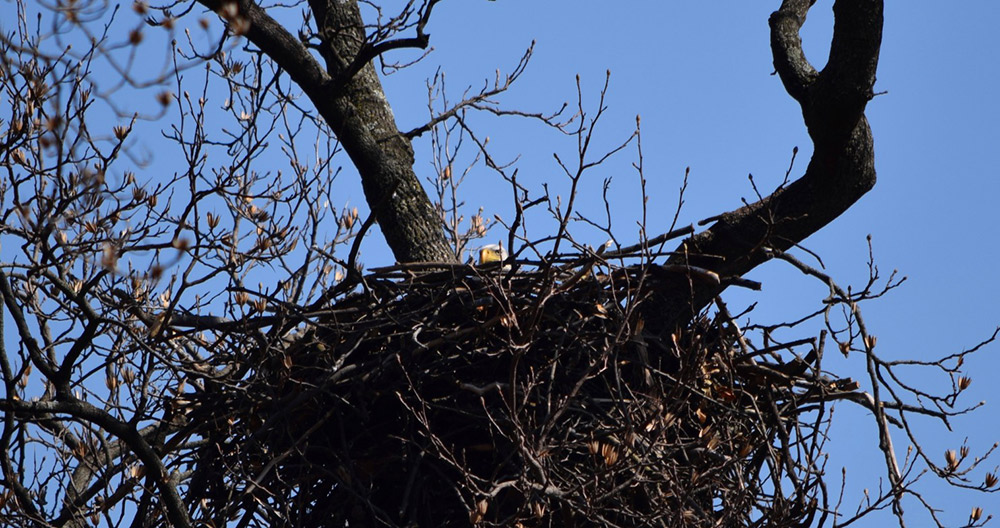 National Arboretum Nest