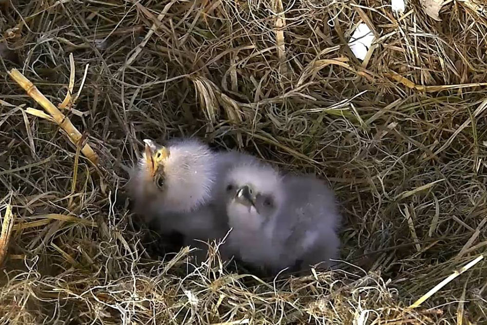 young bald eagle facts