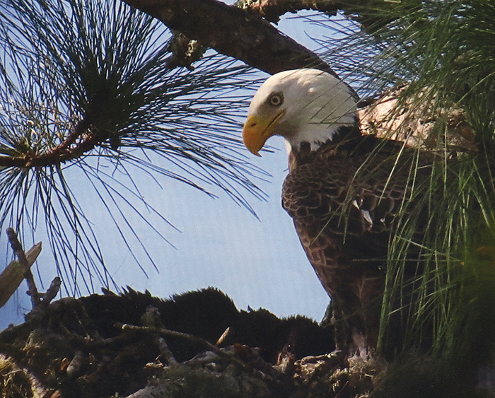 A Florida Bald Eagle