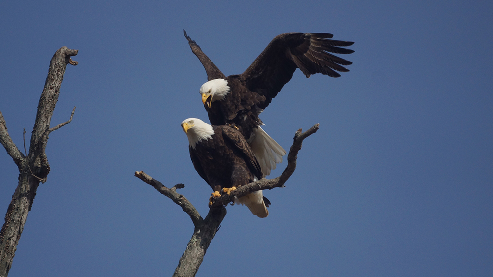 Eagles mating - by Woodrow Dawson