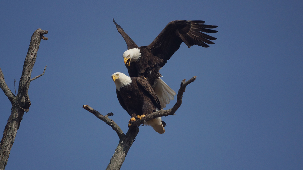 Bald Eagle Age Chart