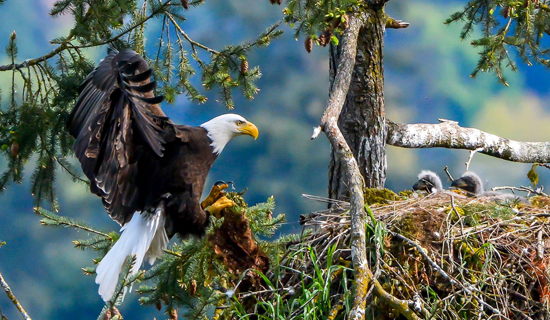 Eagle Family © Scott Kelly, Wild4Photos.com